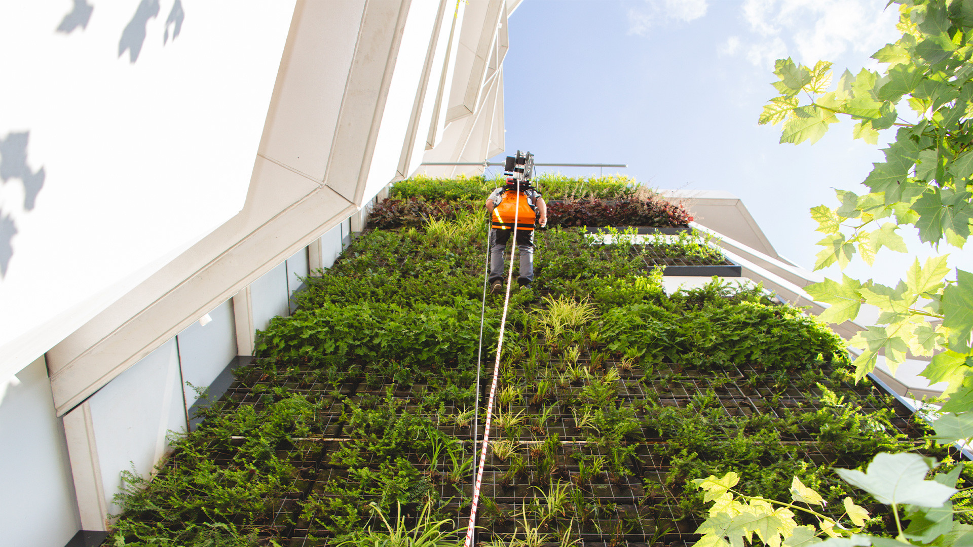 RopeClimber on green wall