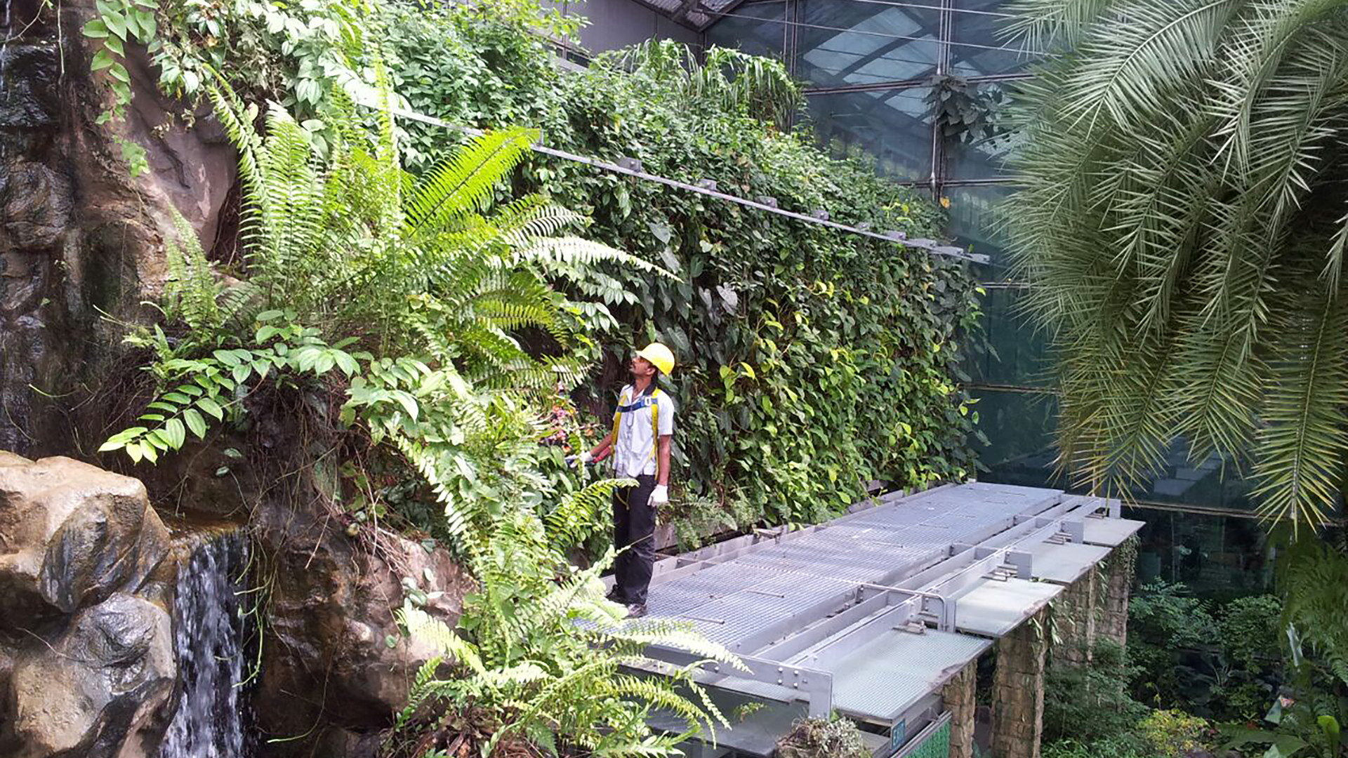 Green wall maintenance at Singapore airport